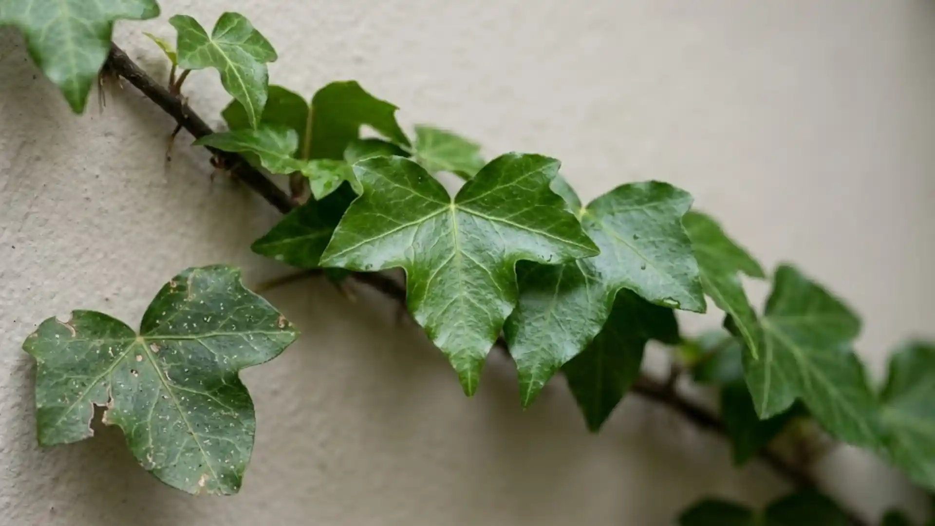 close up of lobed english ivy leaves on trailing vine