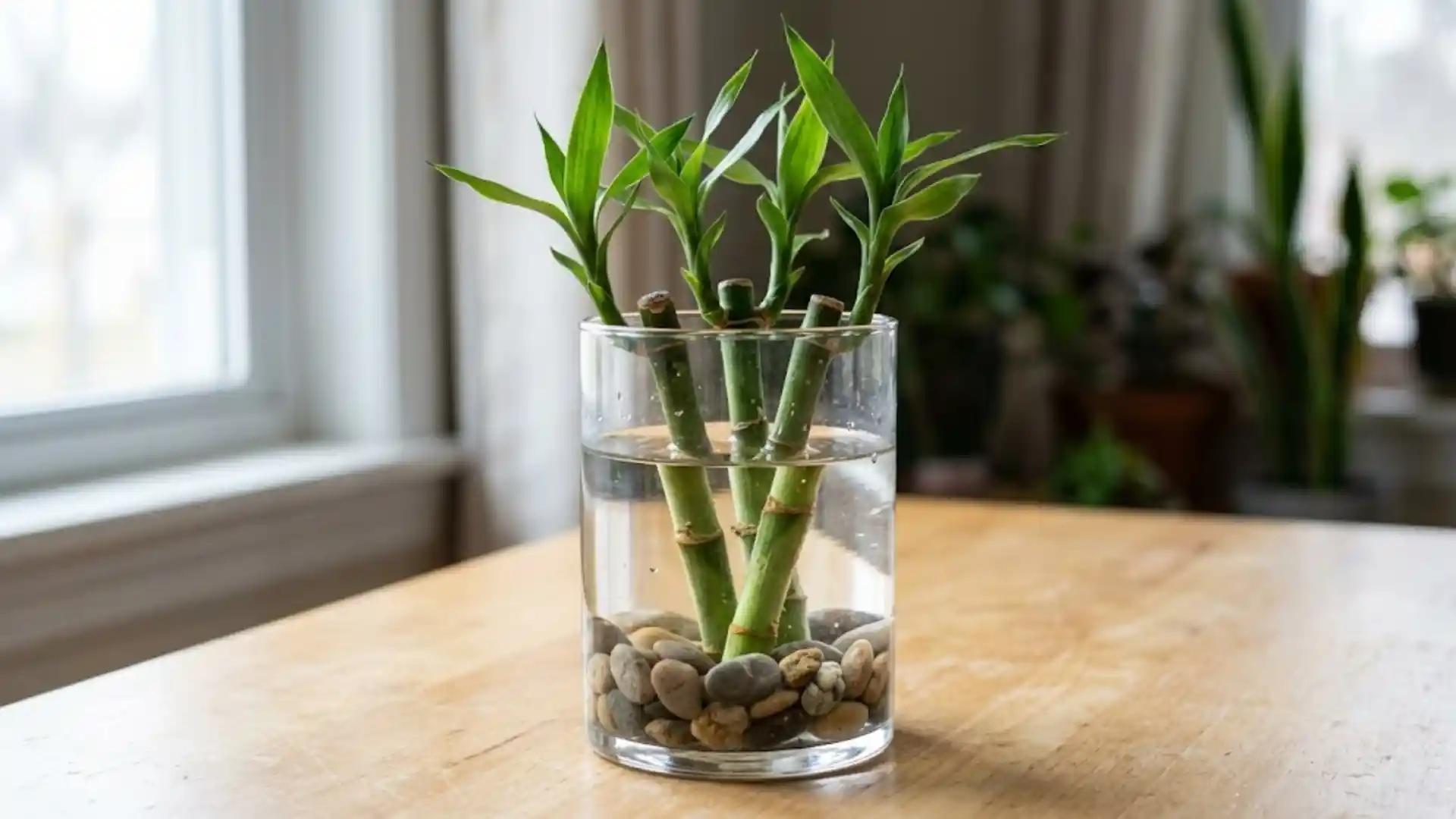 close up of lucky bamboo stalks in water with natural light