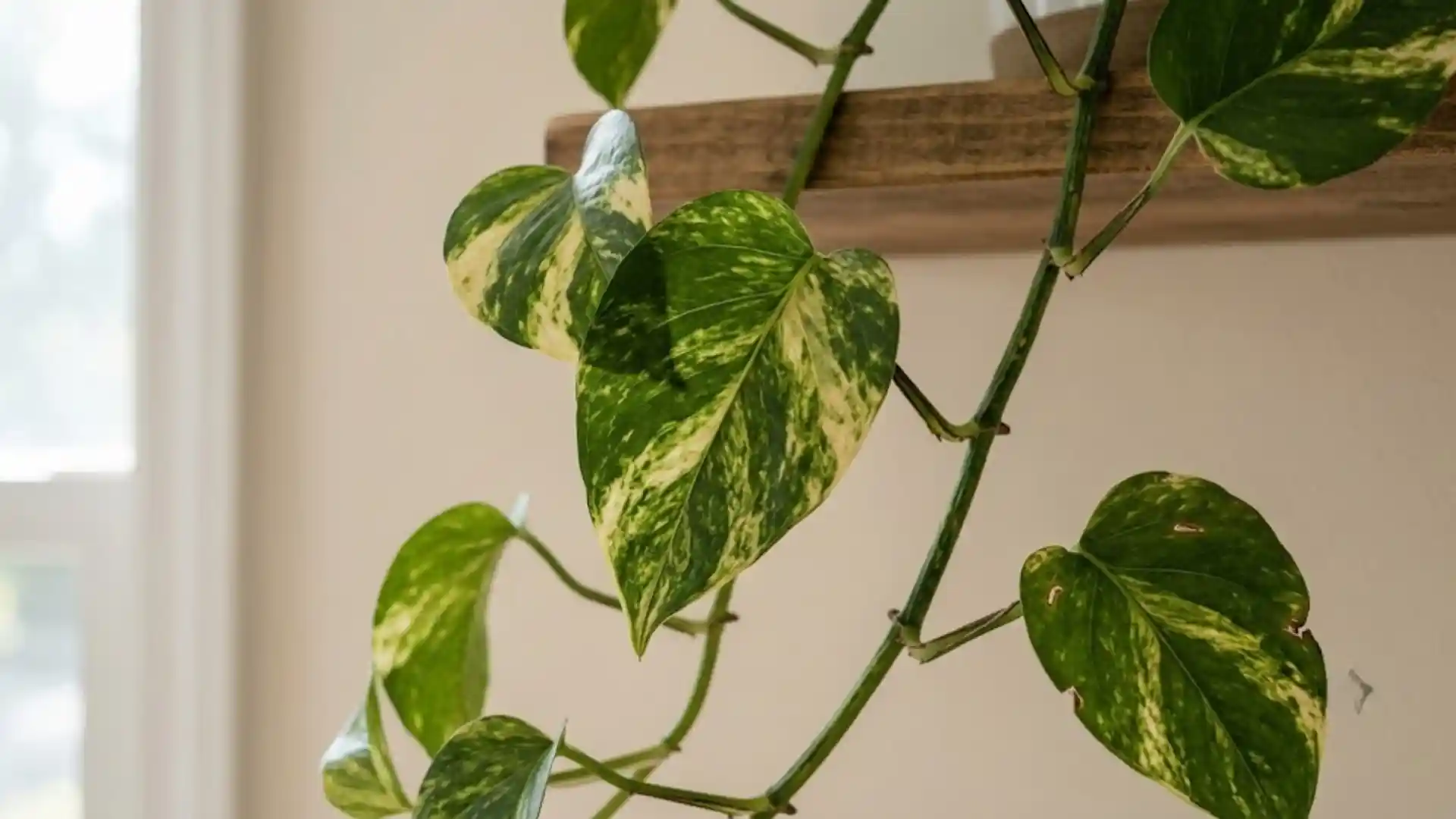 close up of marbled pothos leaves on a trailing vine