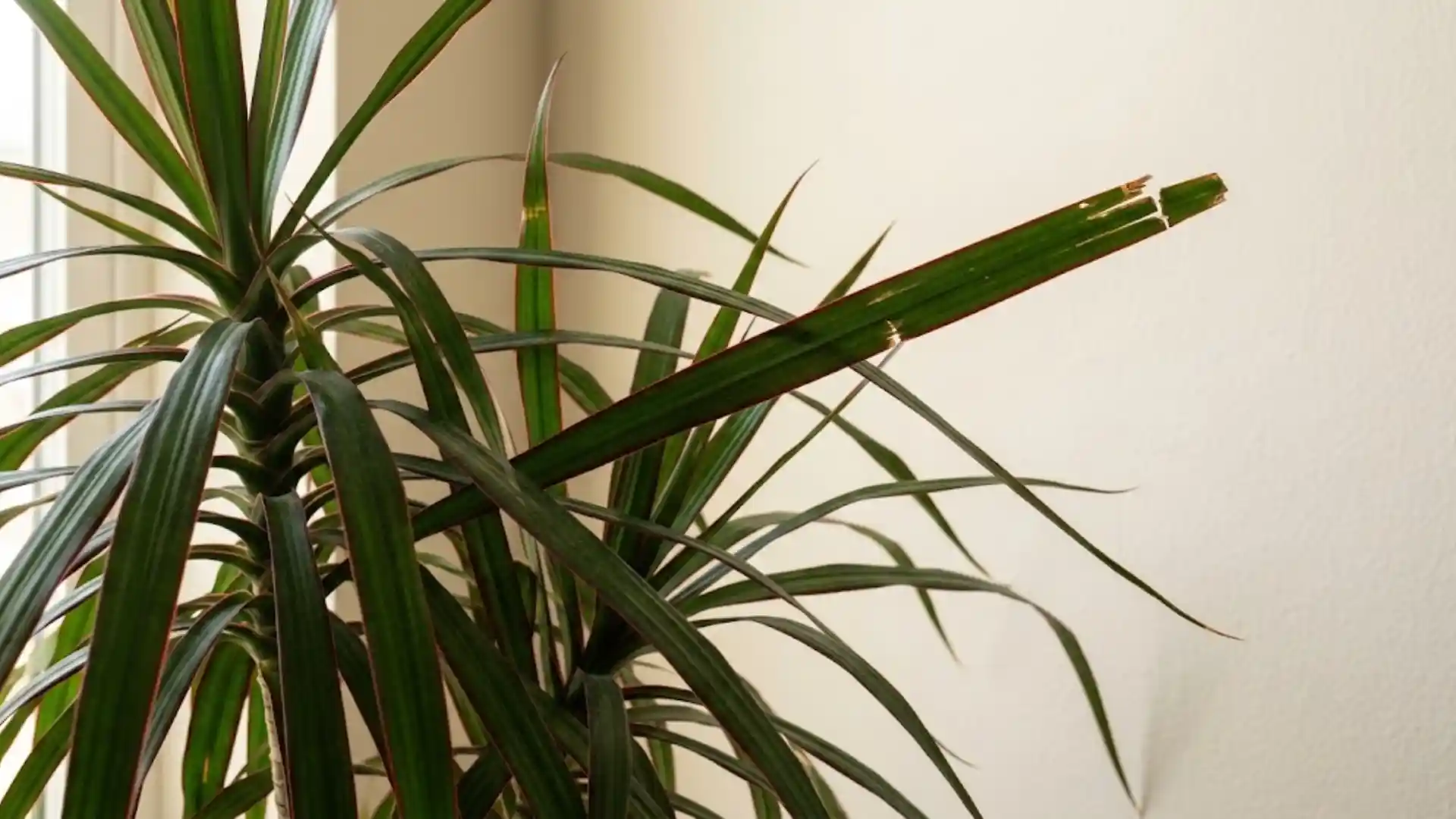 close up of narrow red edged dragon tree leaves