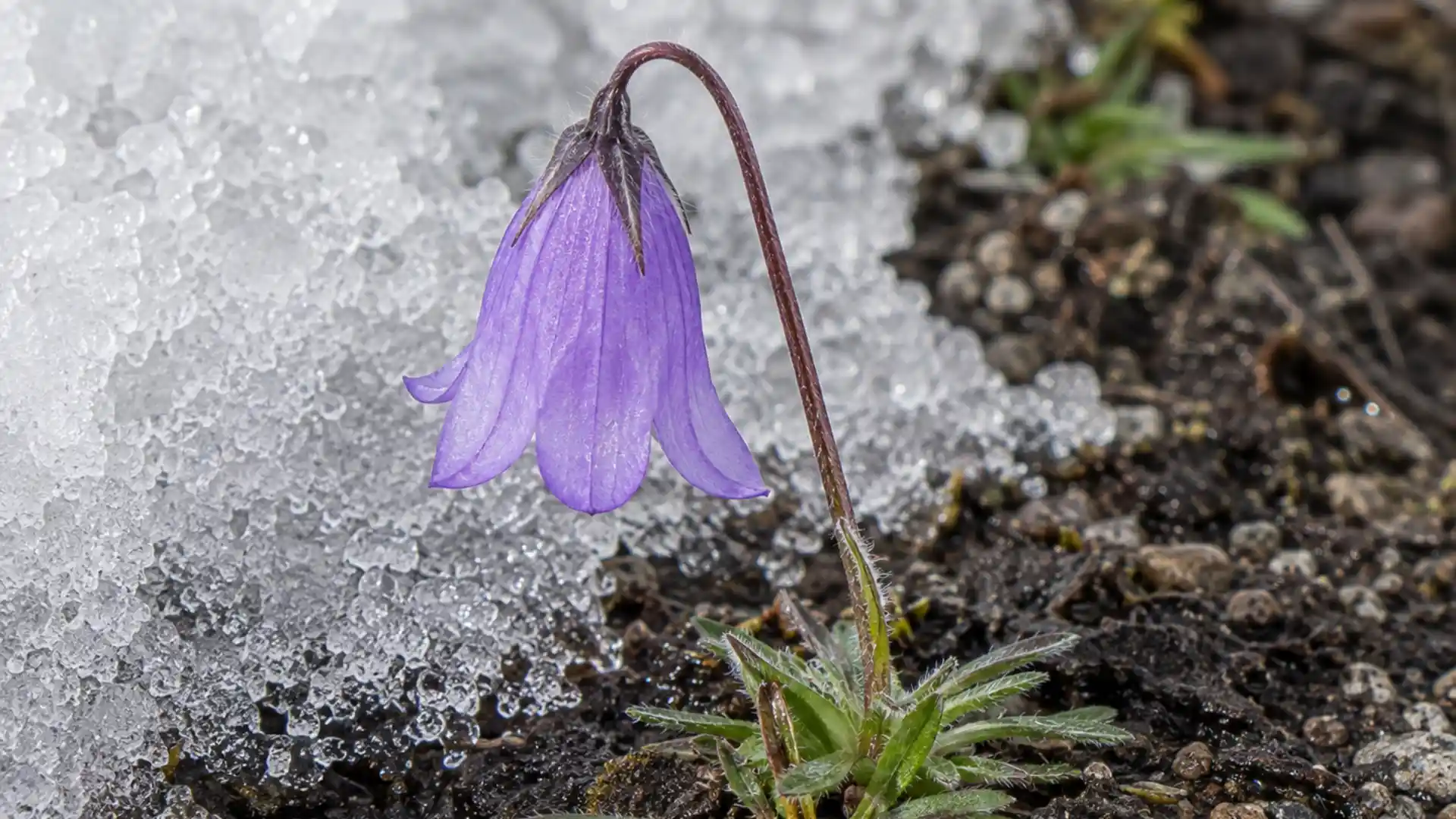 close up of nodding purple alpine snowbell flower beside melting snow