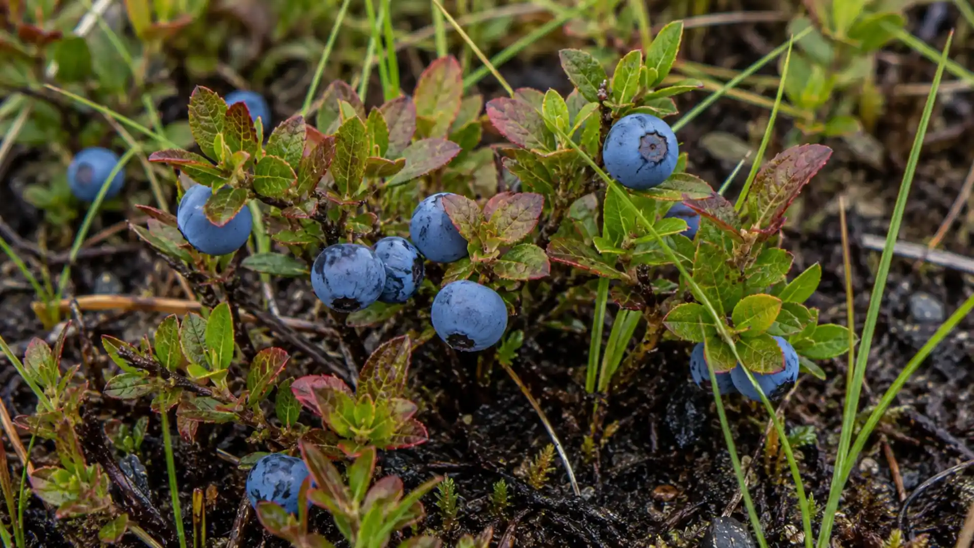 close up of pale blue bog bilberries on small rounded leaves