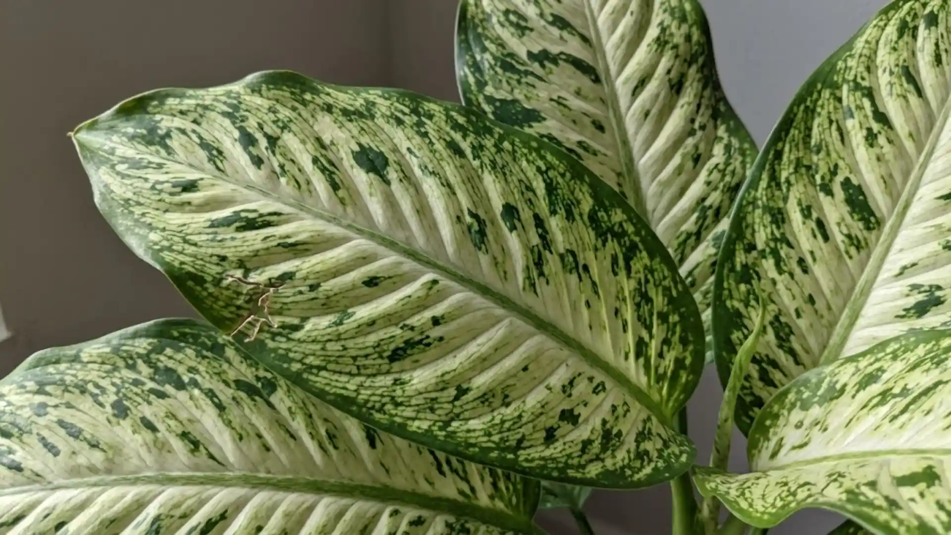 close up of patterned dumb cane leaves with natural veining