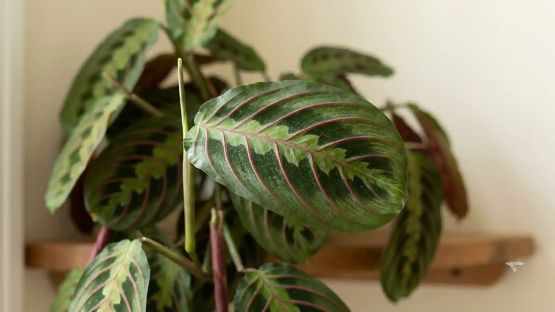 close up of patterned prayer plant leaves with reddish veining