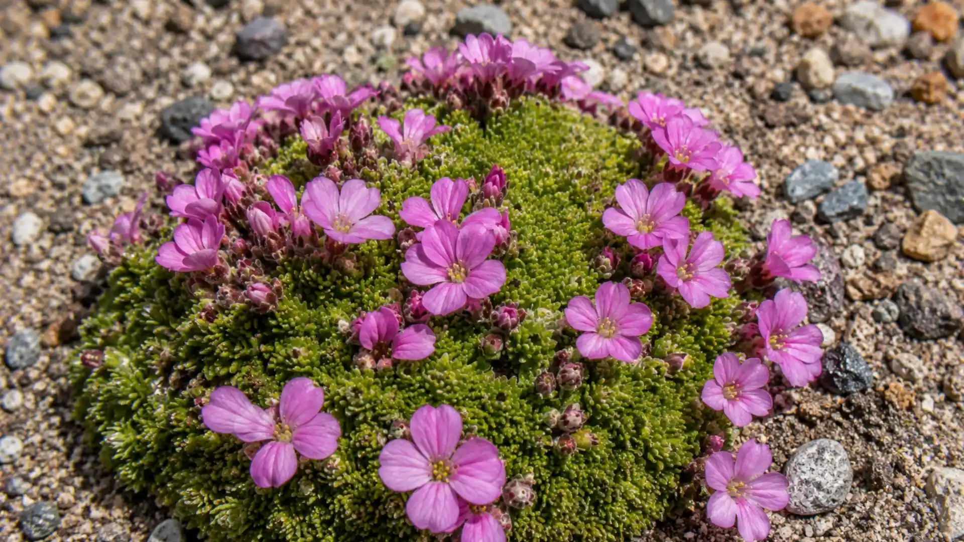 close up of pink moss campion flowers on a mossy cushion plant