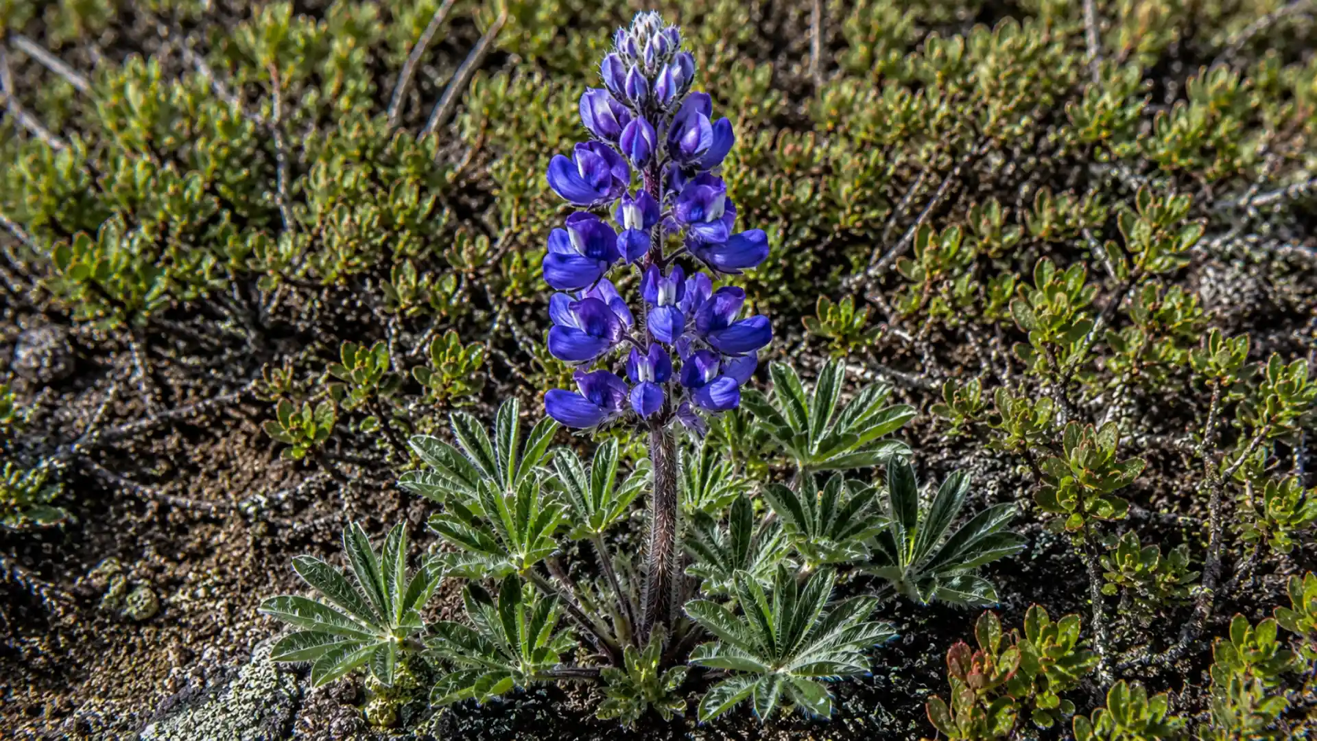 close up of purple arctic lupine flower spike and hairy leaves