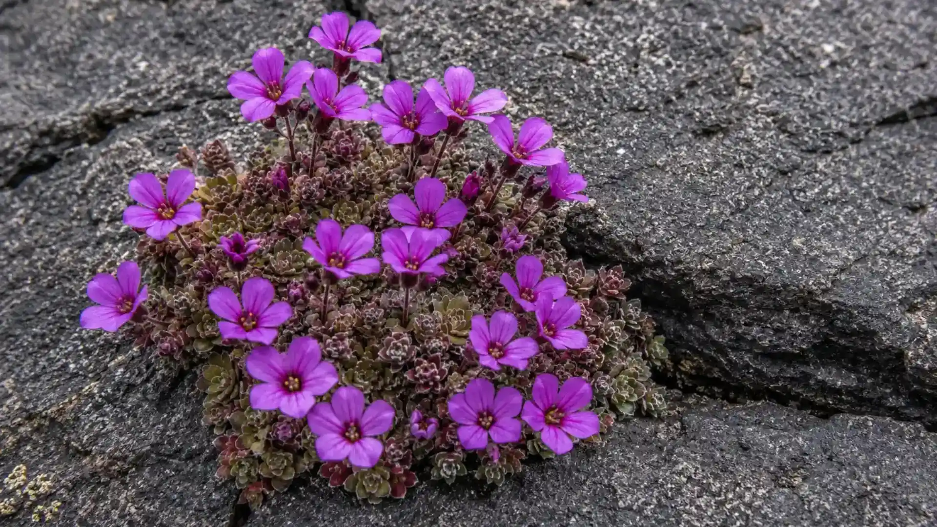 close up of purple saxifrage flowers growing from a rock crack