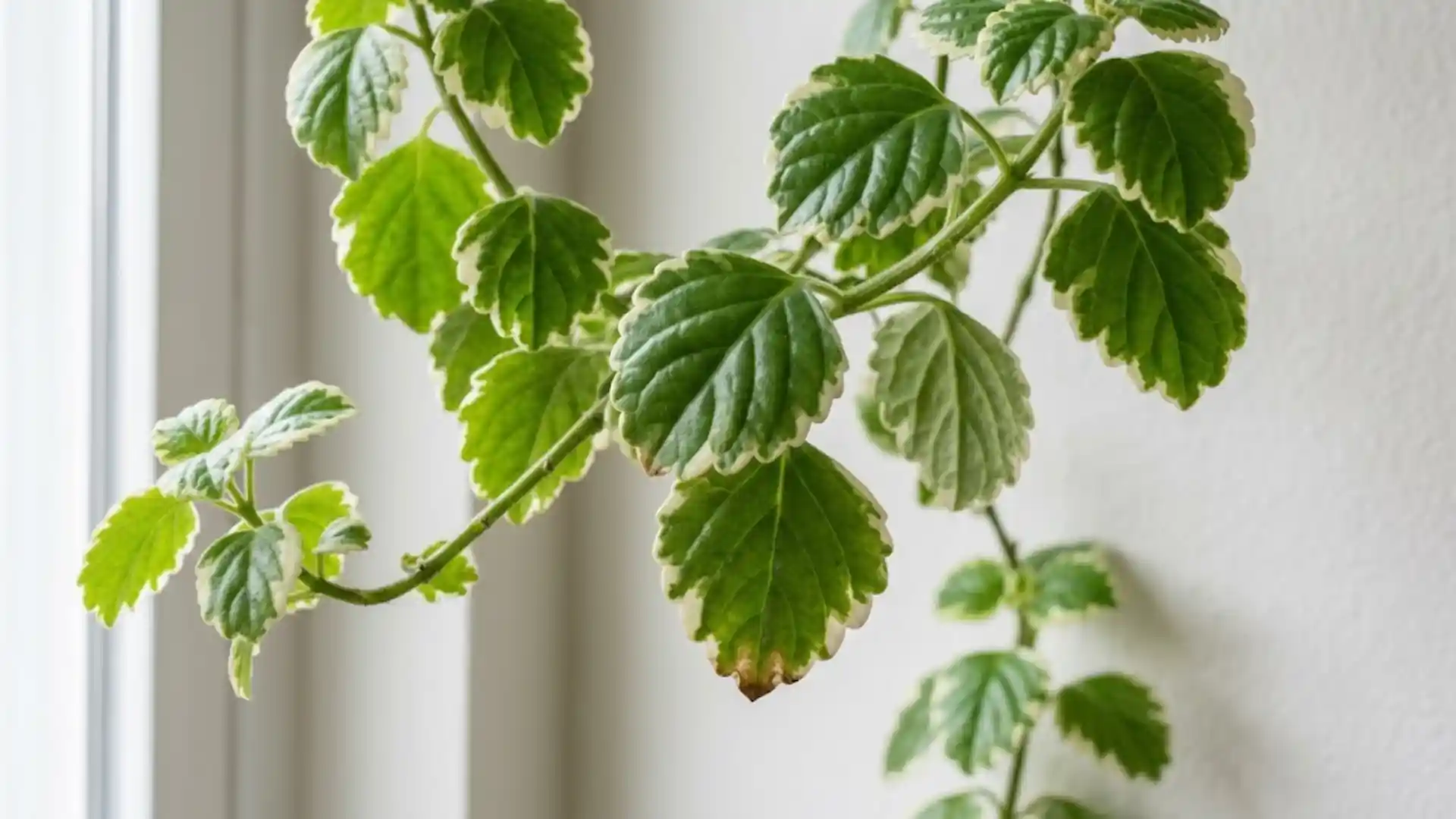 close up of scalloped swedish ivy leaves on trailing vine