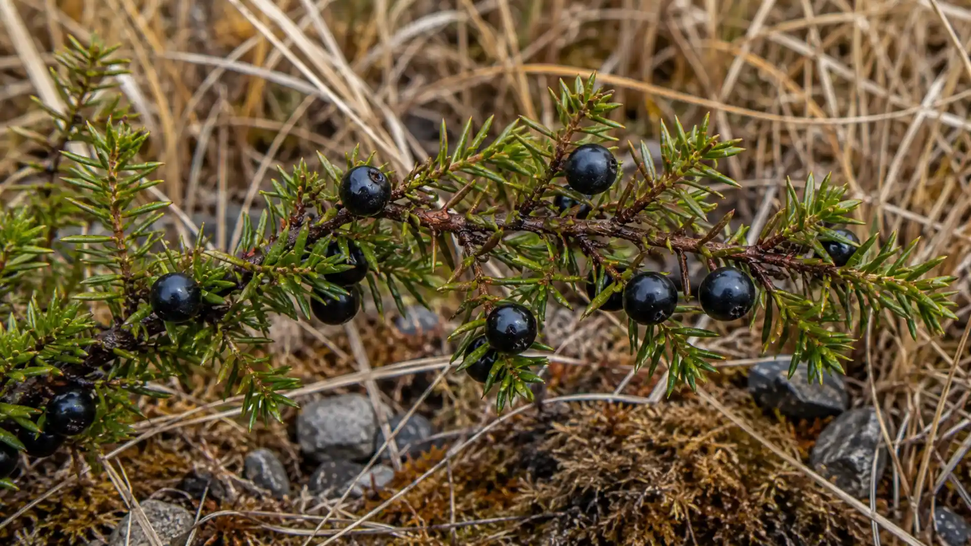 close up of scattered black crowberries on needle like green leaves