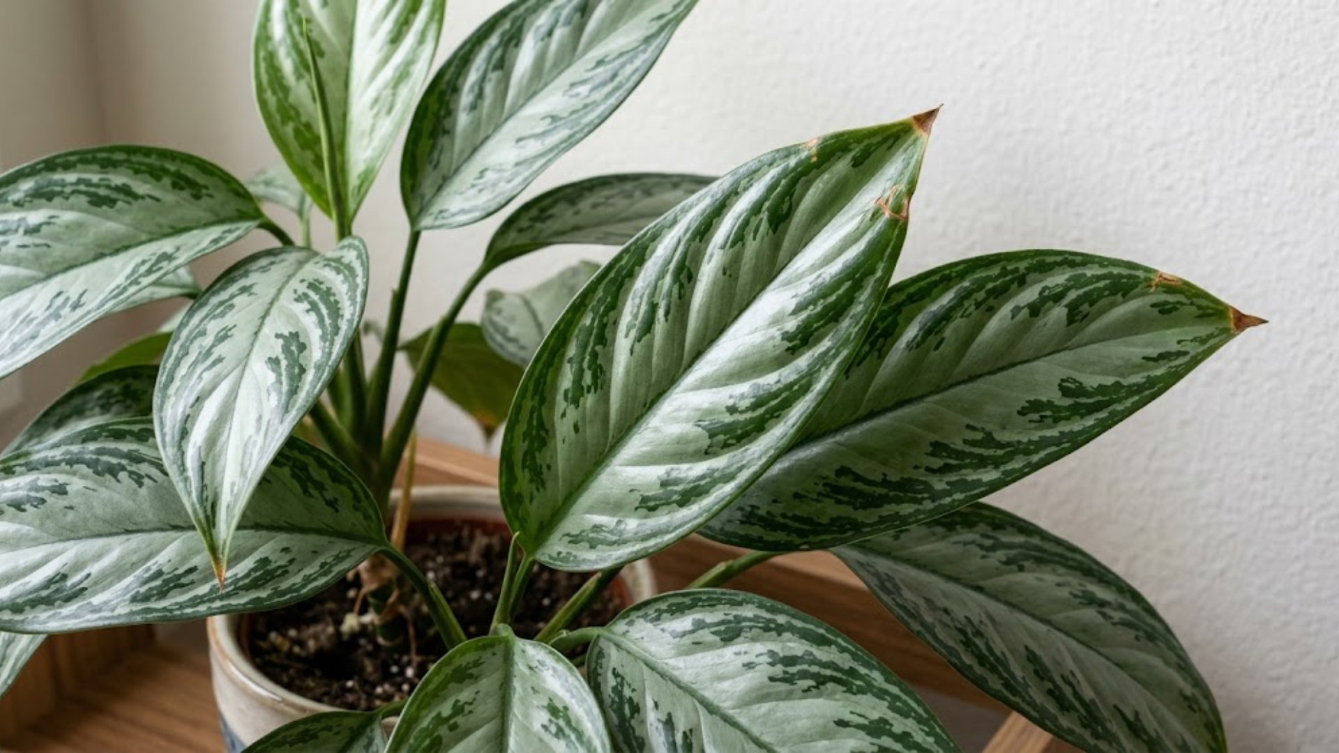 close up of silver green patterned chinese evergreen leaves