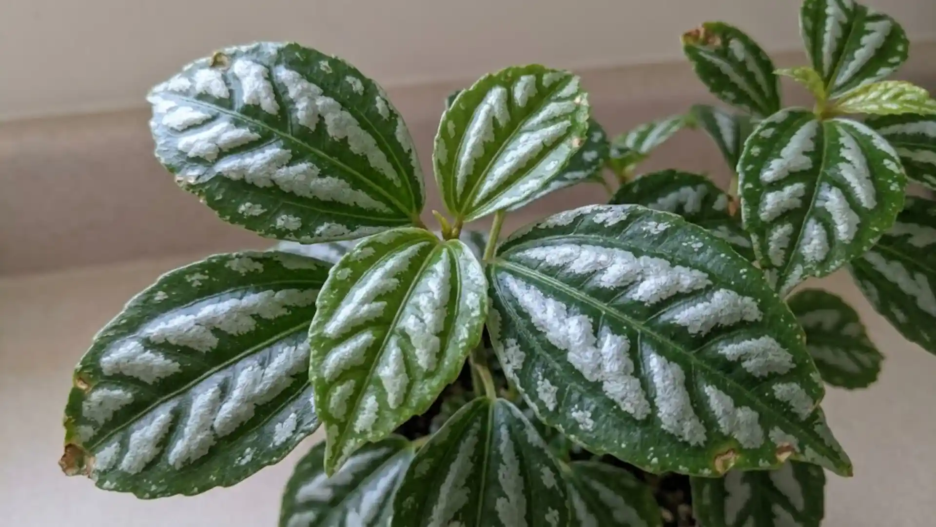 close up of silver patterned aluminum plant leaves
