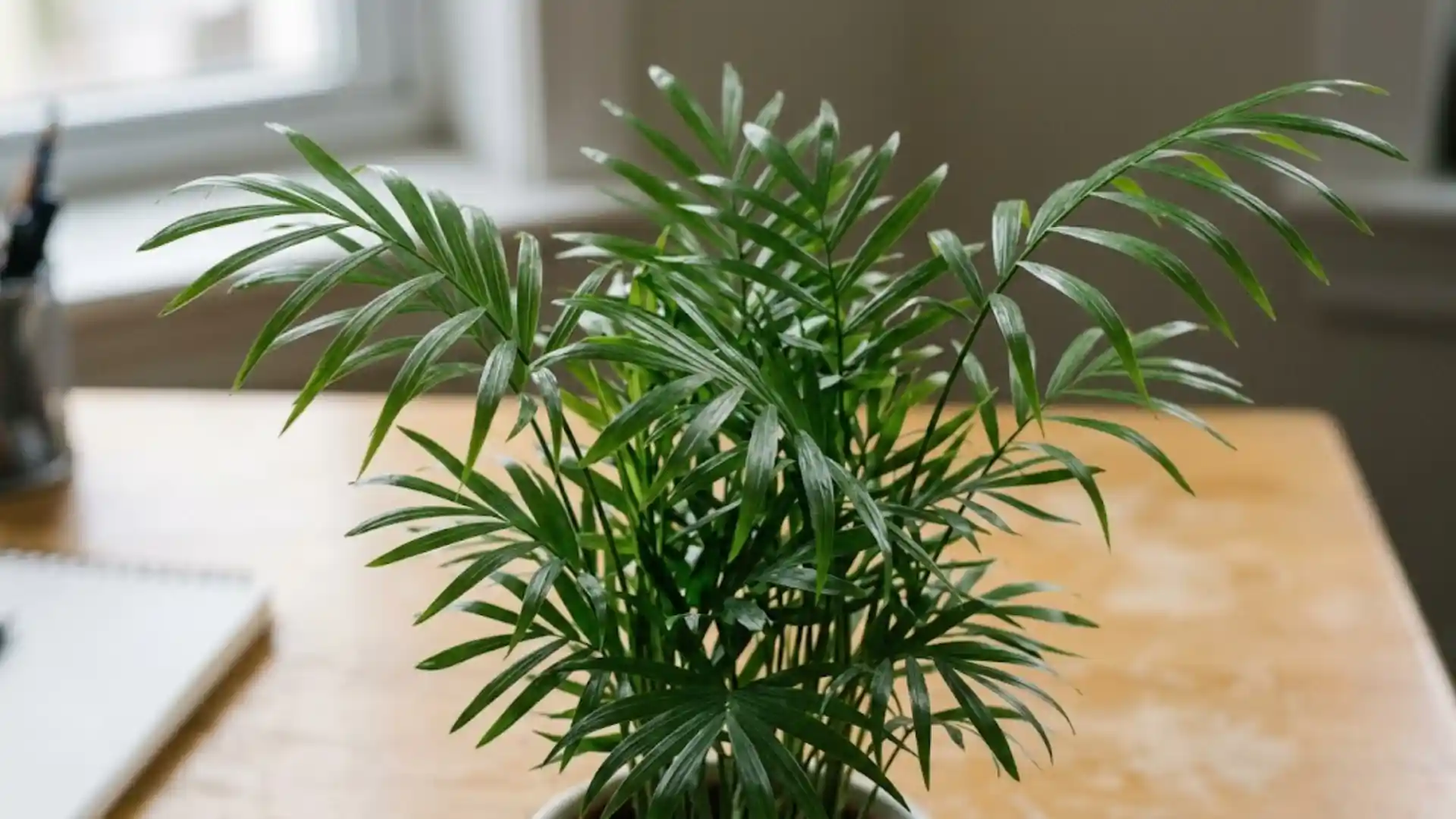 close up of small feathery parlor palm bella fronds