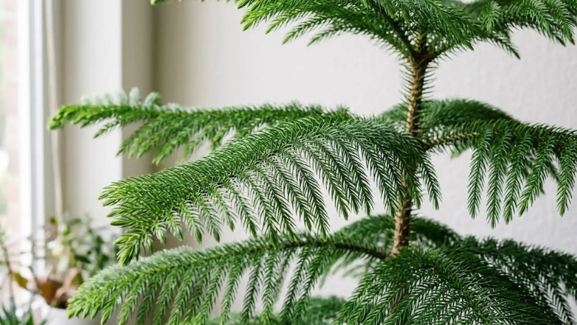 close up of soft needle like norfolk island pine branches