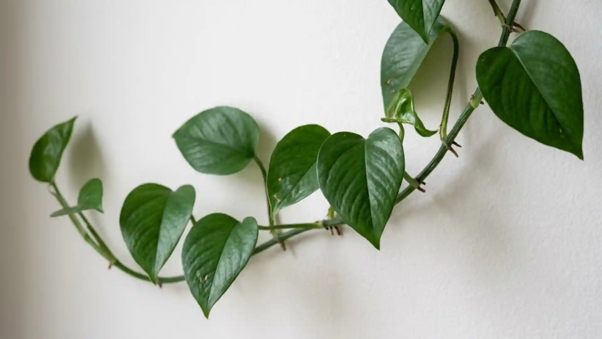 close up of solid dark green jade pothos leaves