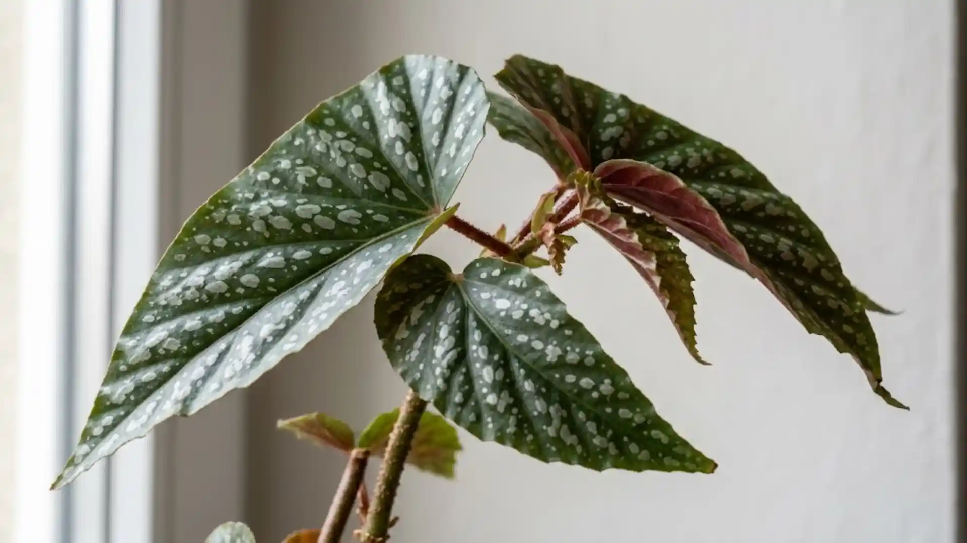 close up of spotted angelwing begonia leaf