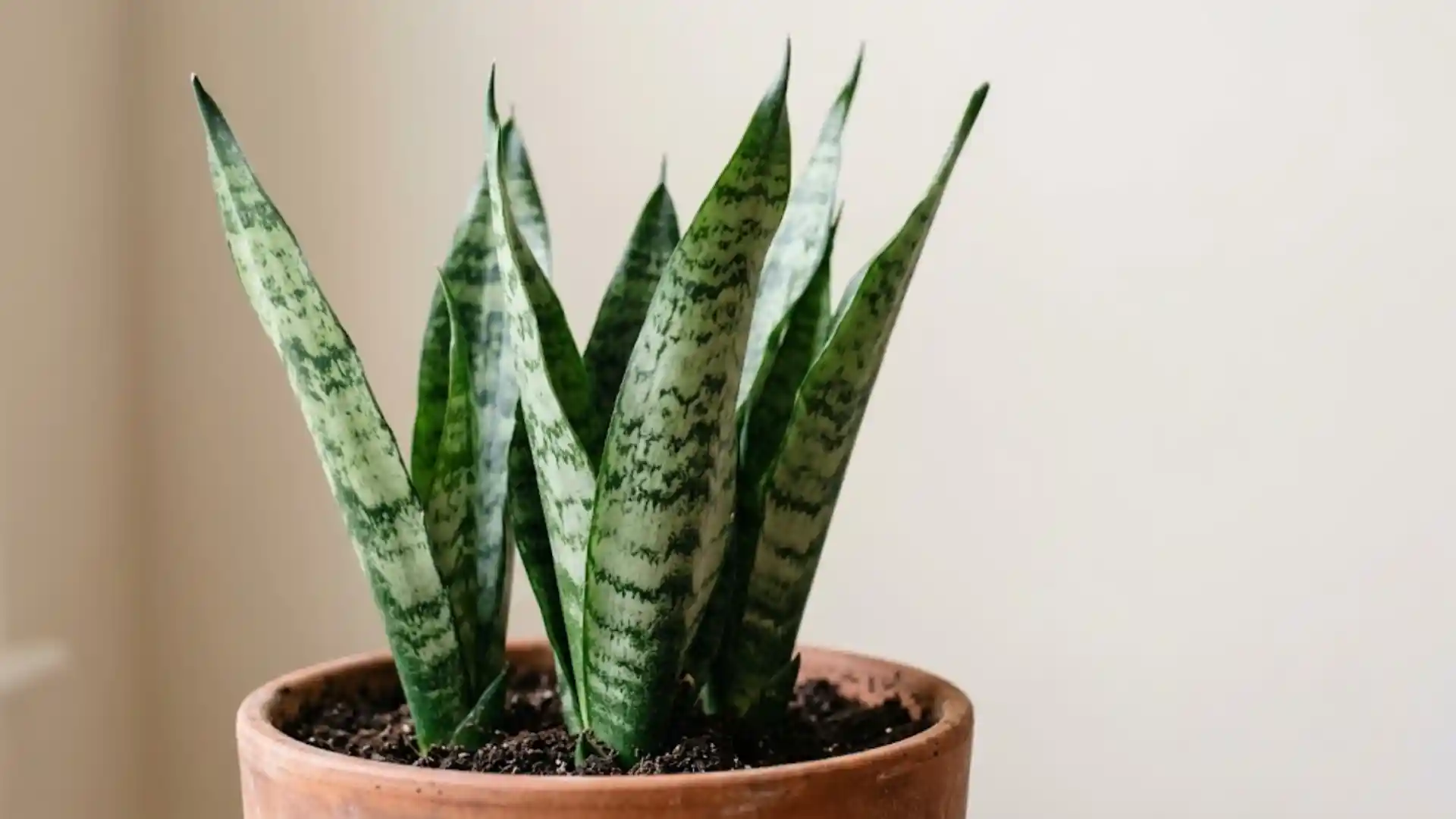 close up of striped snake plant leaves in natural window light