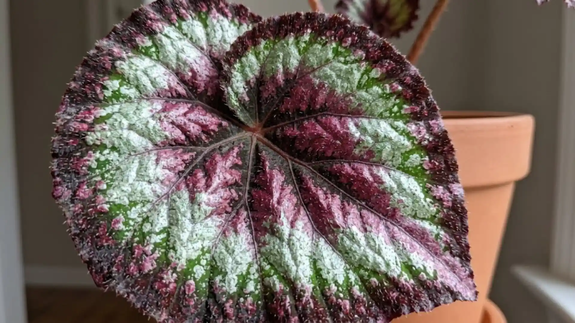 close up of swirled burgundy and silver rex begonia leaf