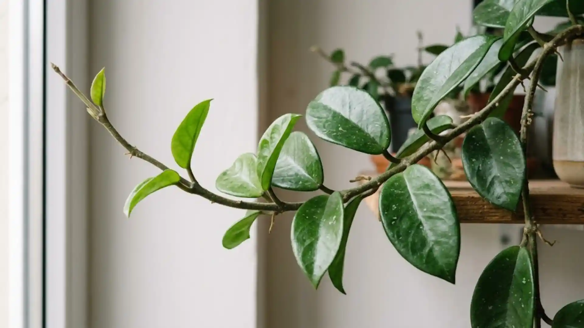 close up of thick waxy hoya leaves on trailing vine