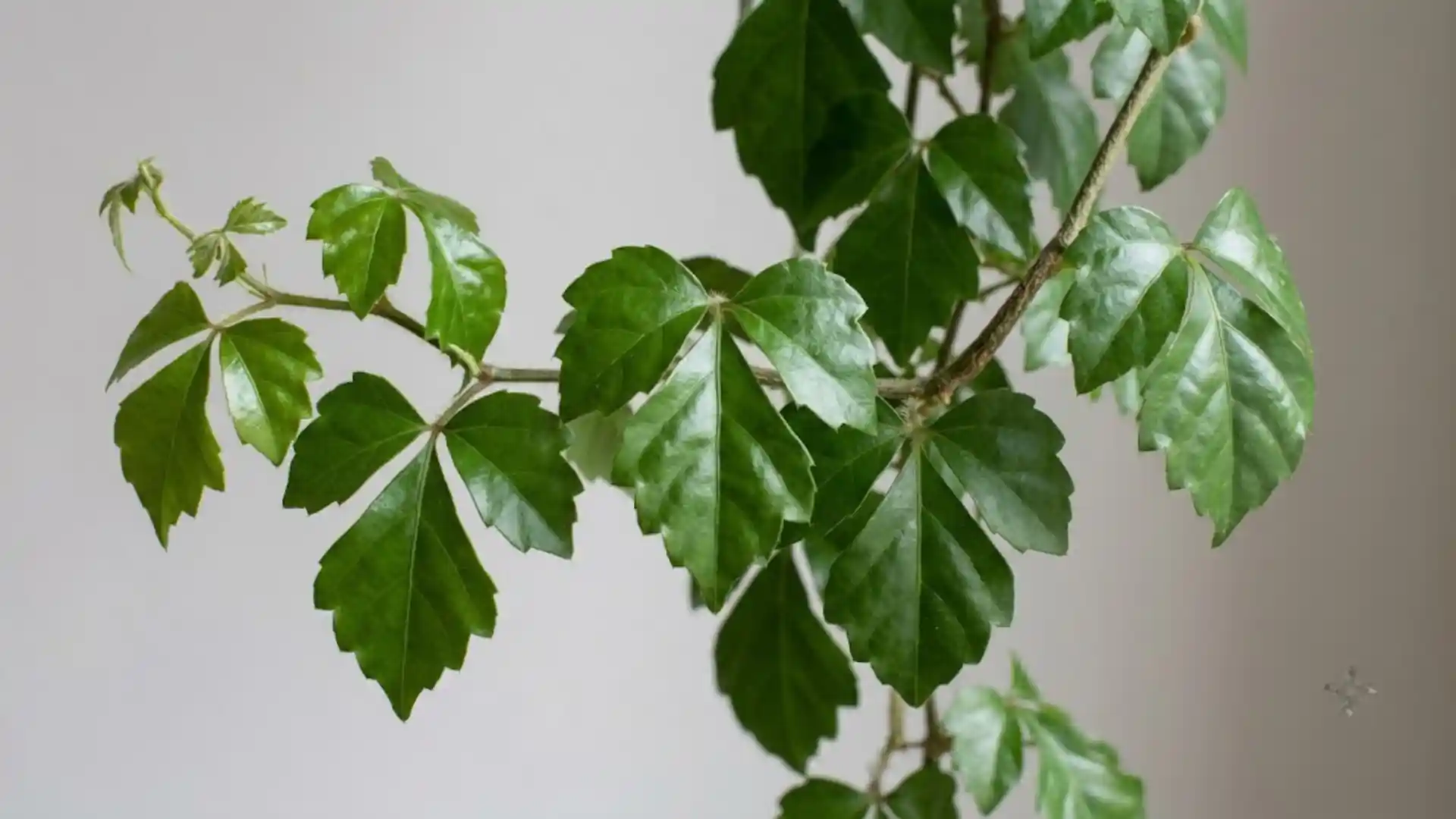 close up of three lobed grape ivy leaves