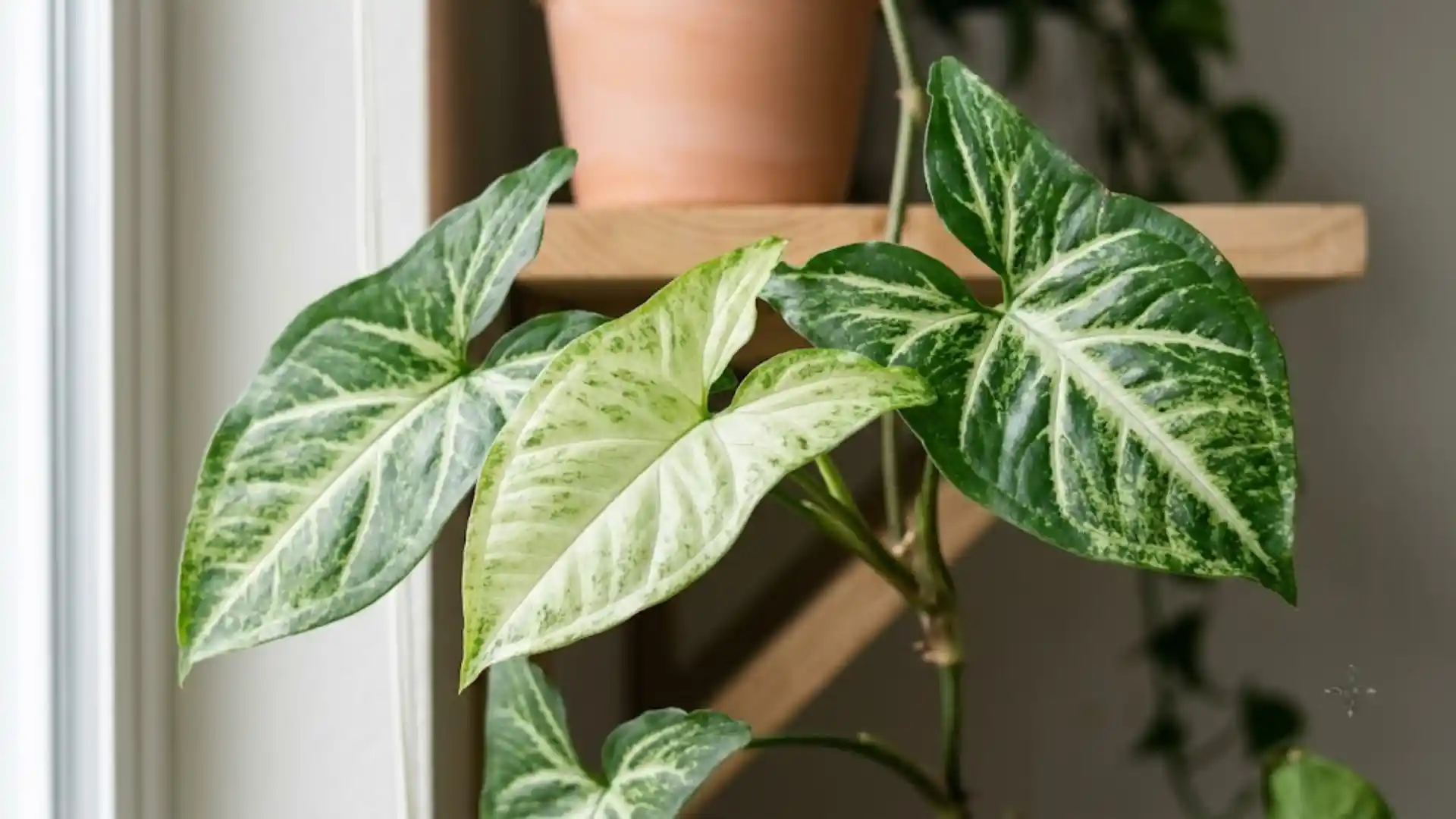 close up of variegated arrowhead plant leaves