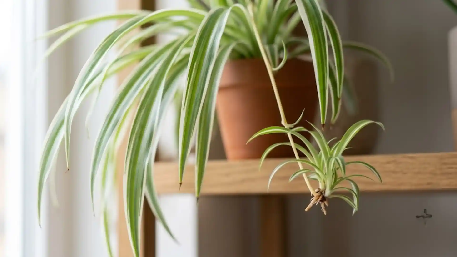 close up of variegated spider plant leaves with trailing plantlet