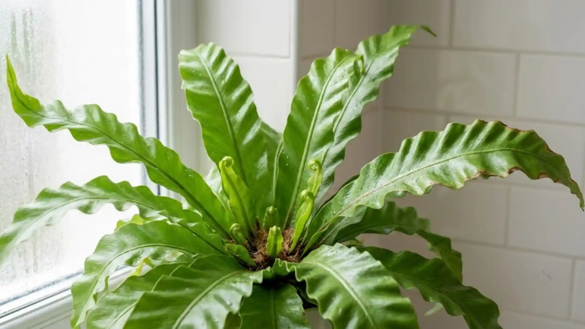close up of wavy bird's nest fern fronds with natural sheen