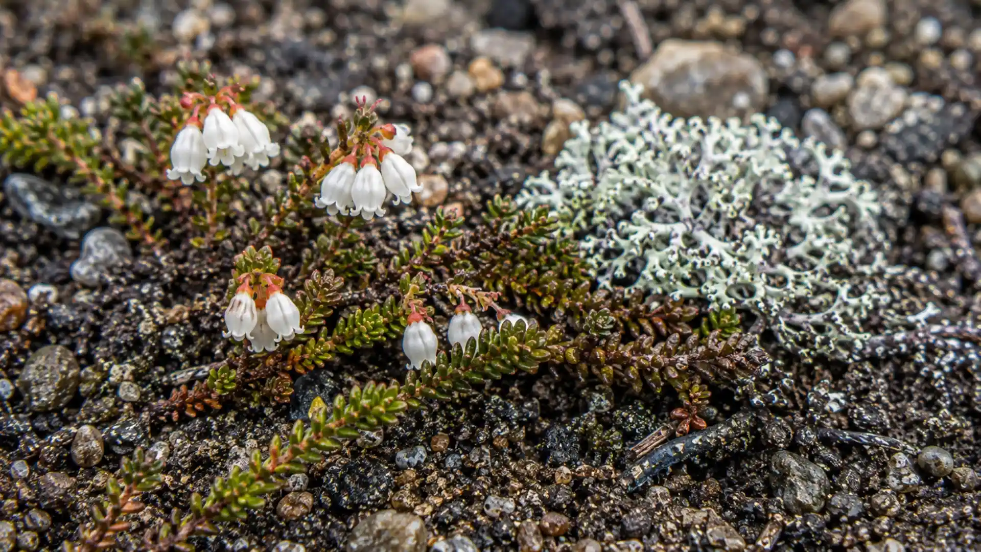 close up of white bell shaped flowers on arctic bell heather stem