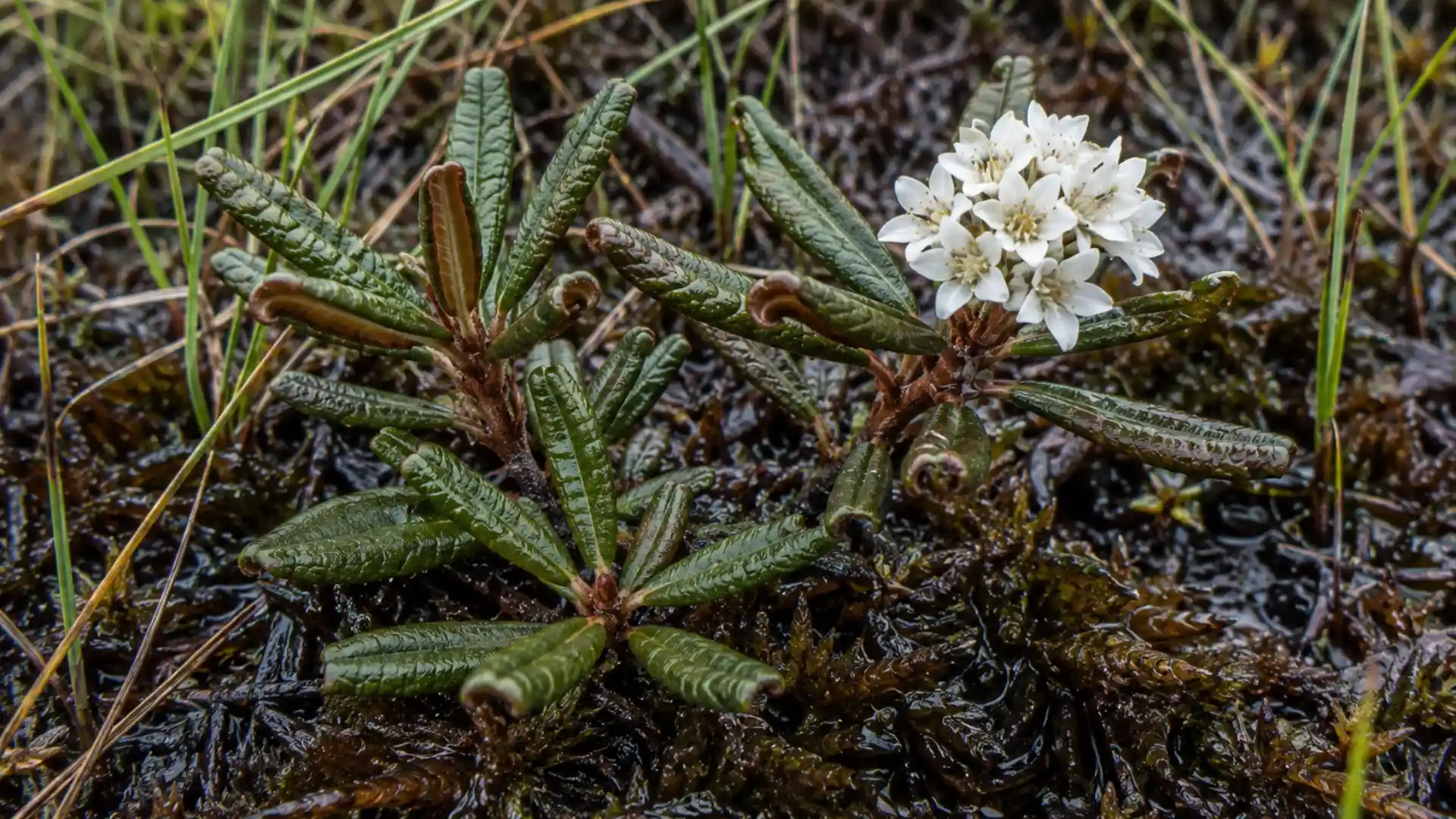 close up of white labrador tea flowers and curled leathery leaves