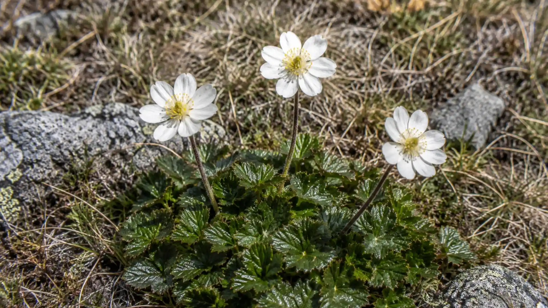 close up of white mountain avens flowers on leafless stalks
