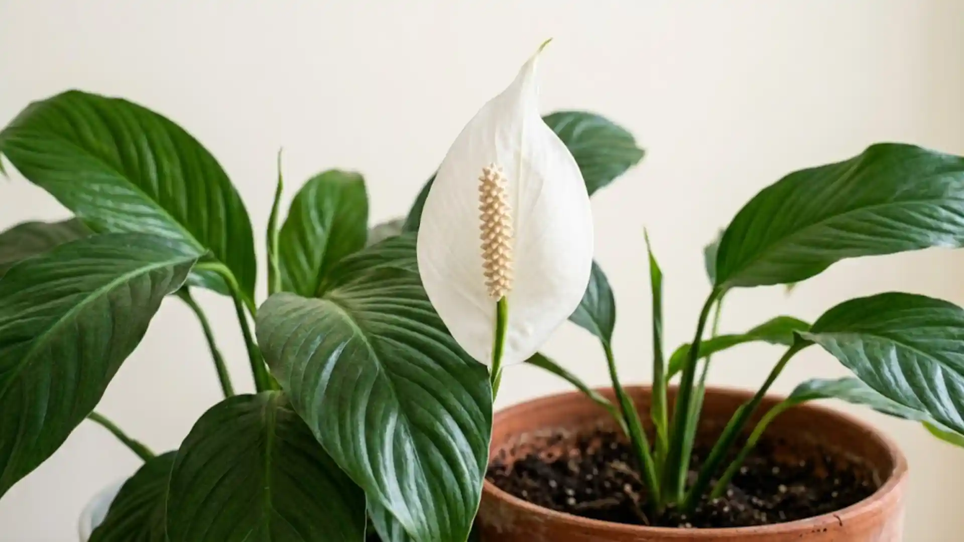 close up of white peace lily bloom with glossy green leaves