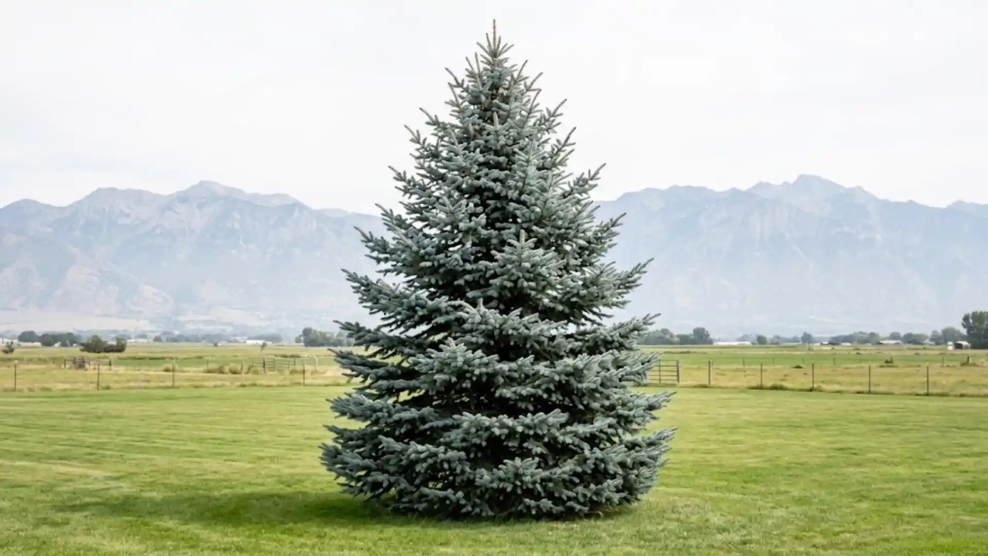 colorado blue spruce with silvery blue needles on an open lawn