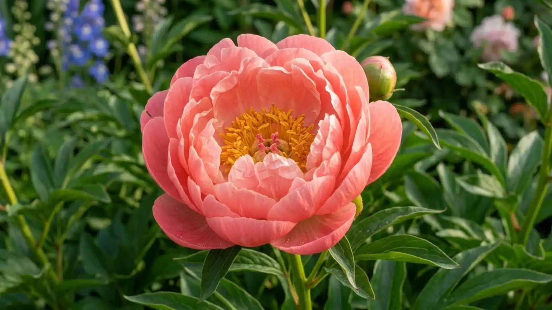coral pink coral charm peony bloom with golden center growing among green garden foliage