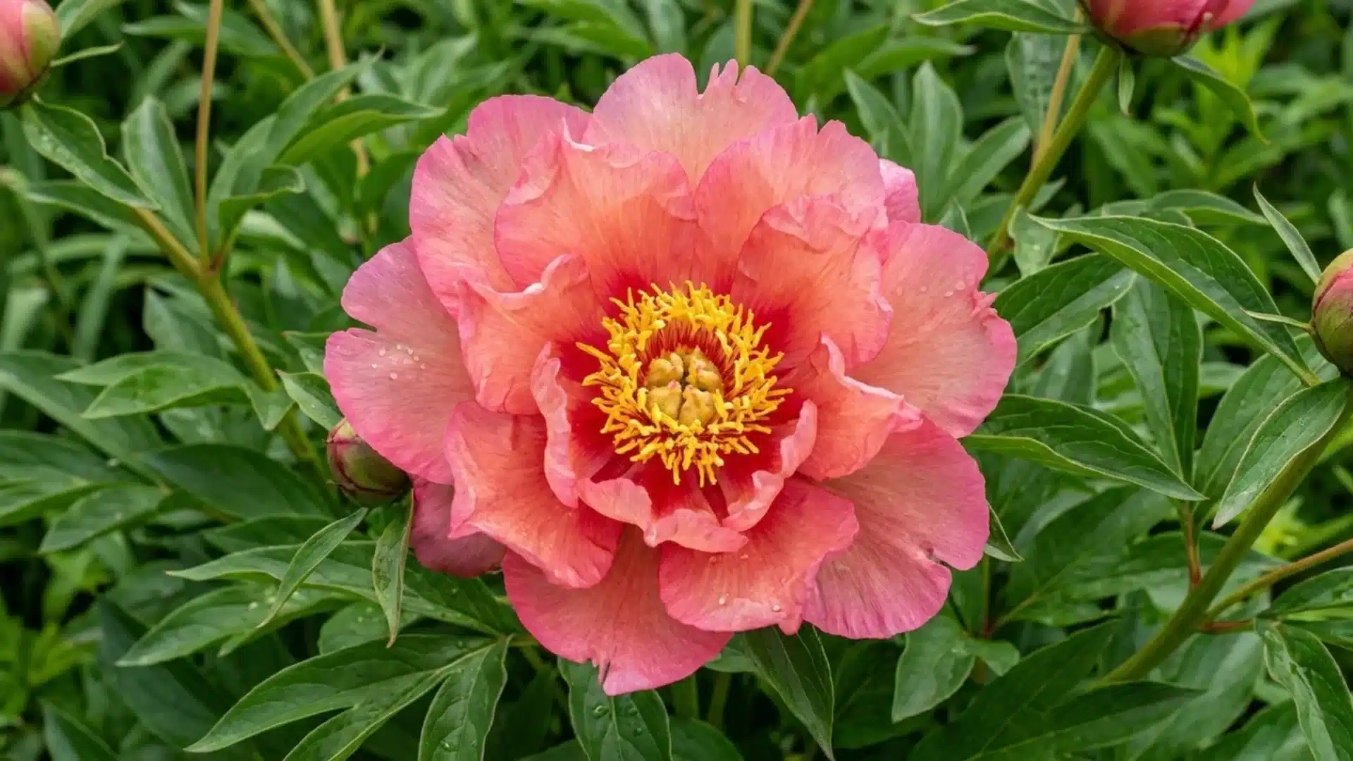 coral pink hillary itoh peony bloom with deep red center surrounded by green leaves in garden