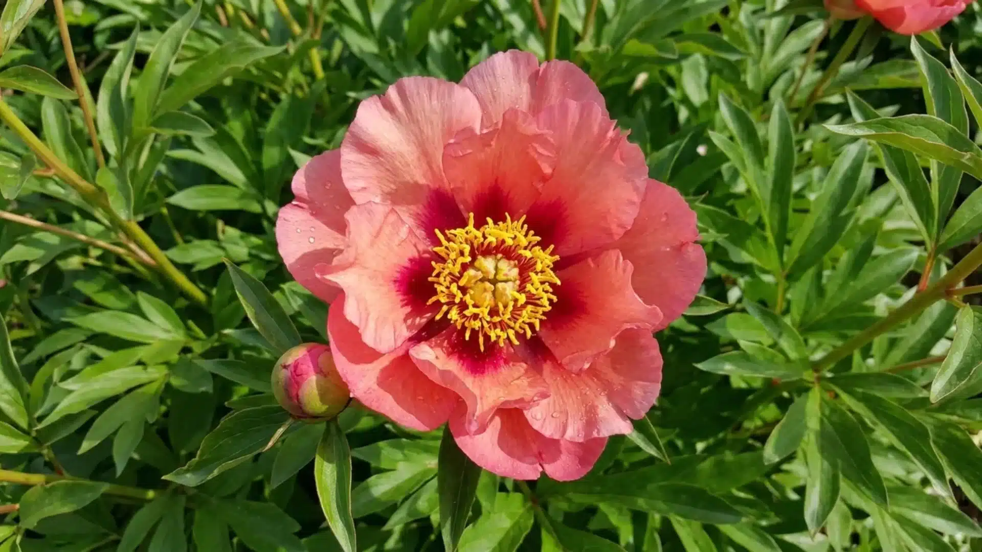 coral red old rose dandy itoh peony single bloom with dark red center in garden setting