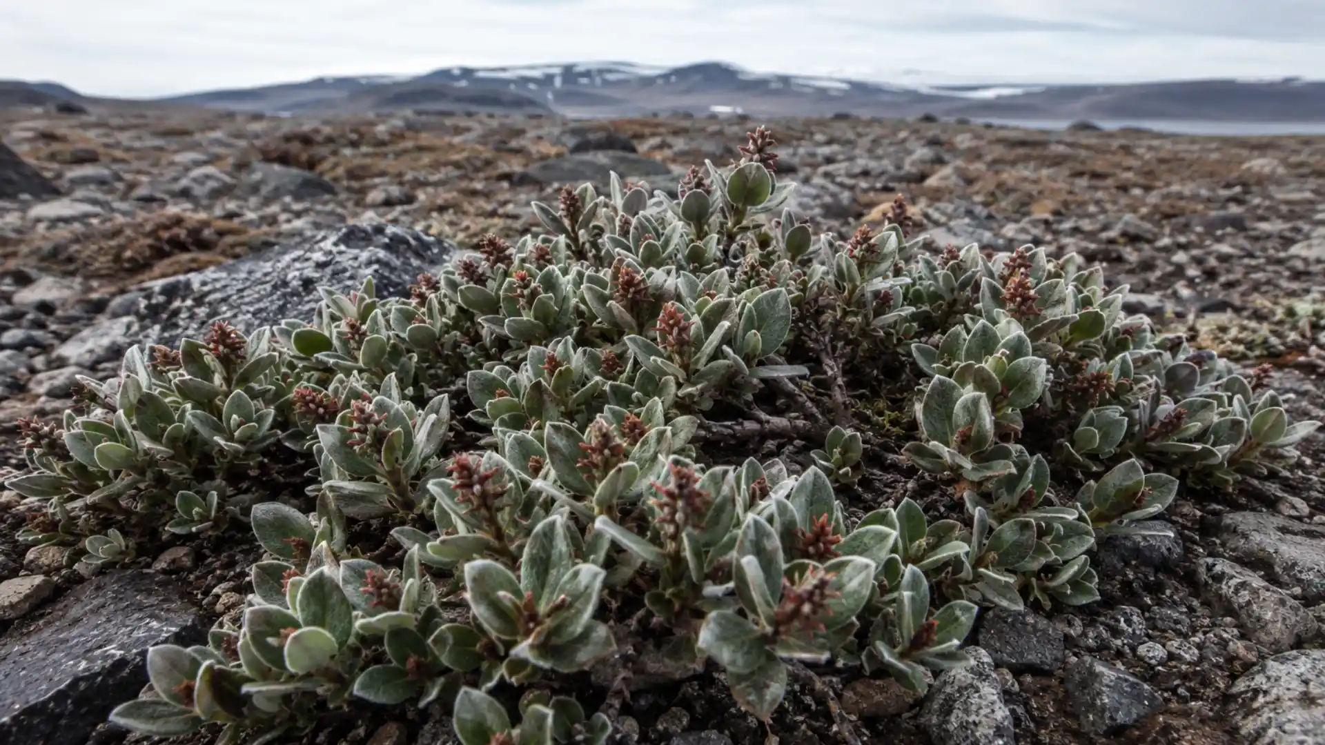 creeping arctic willow shrub with silvery hairy leaves on tundra ground