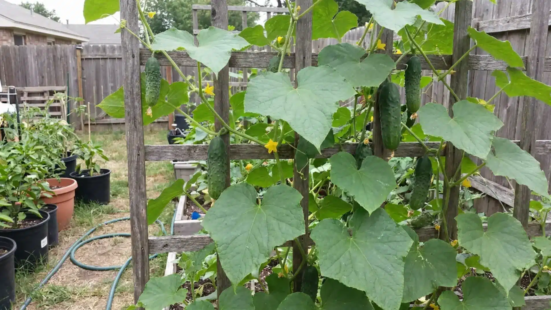 cucumber vine on a wooden trellis with yellow blossoms and ripening fruit
