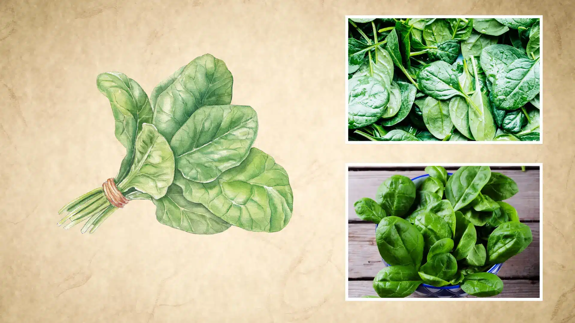 dark green spinach leaves gathered in a bowl shown next to a hand drawn spinach bundle