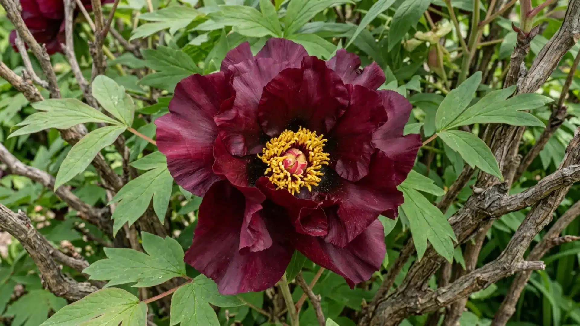 dark maroon black pirate tree peony bloom with golden center growing among woody branches