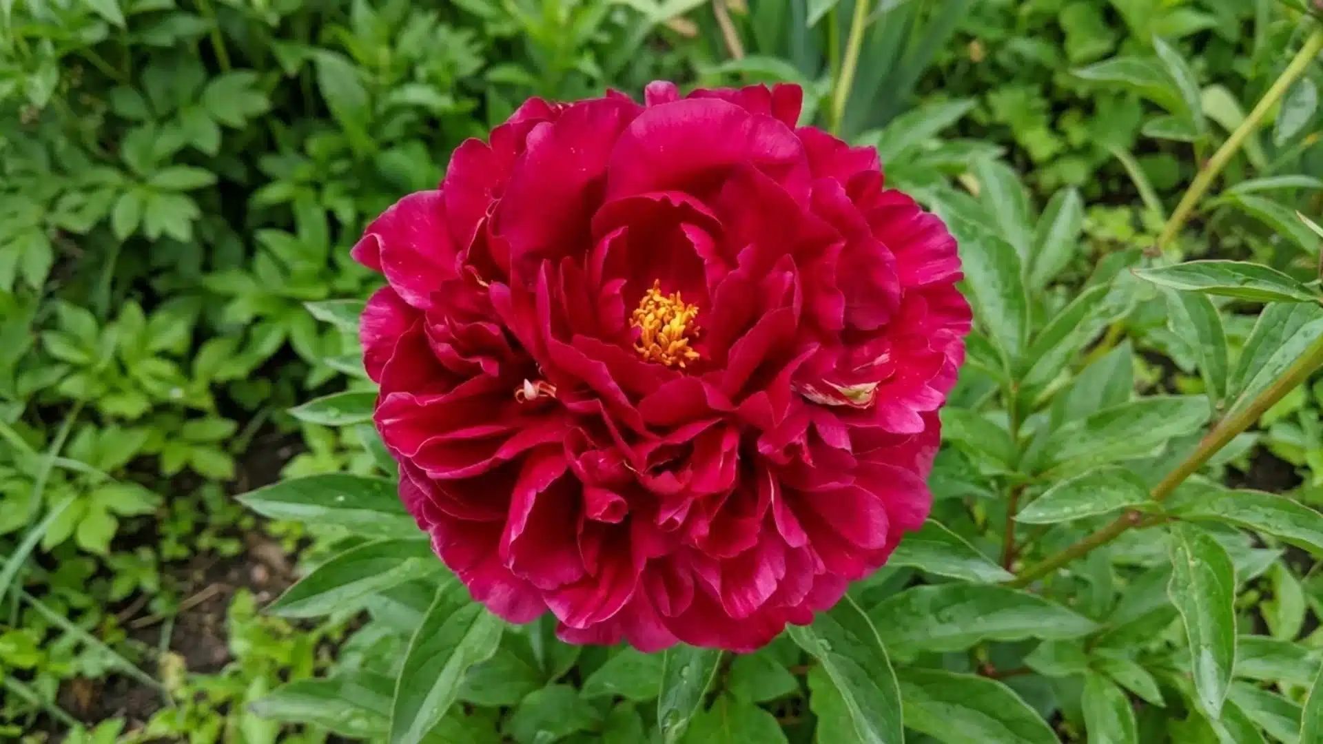 dark red old faithful peony bloom with golden center growing in a green garden bed