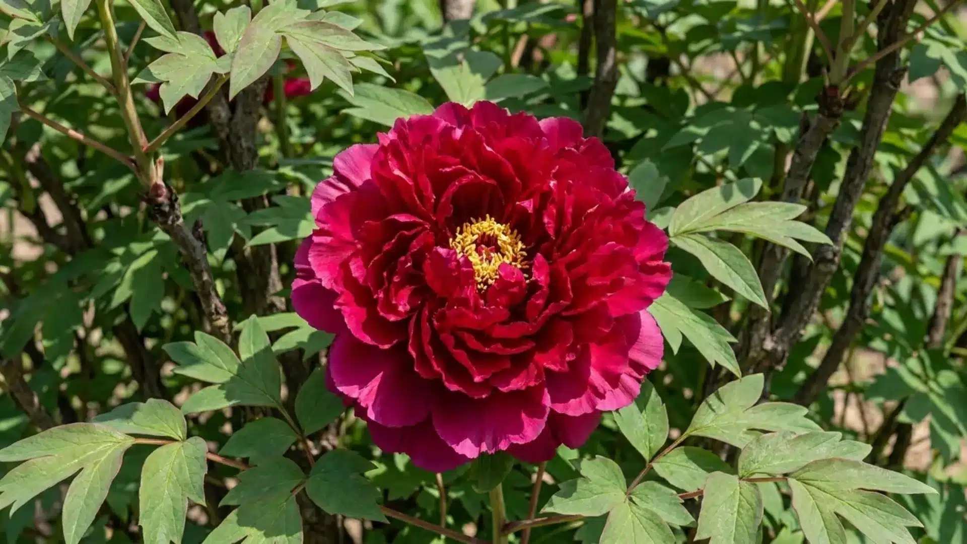 deep magenta red bai yuan hong xia tree peony bloom growing among green garden leaves