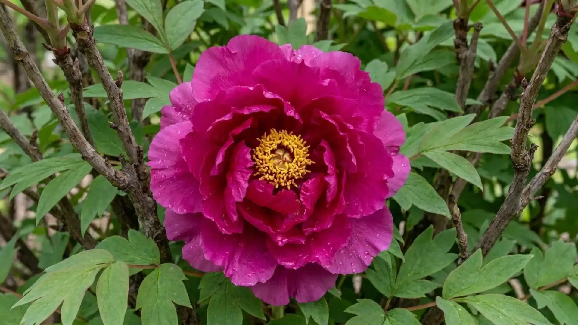 deep magenta shimadaijin tree peony bloom with golden center growing among green foliage