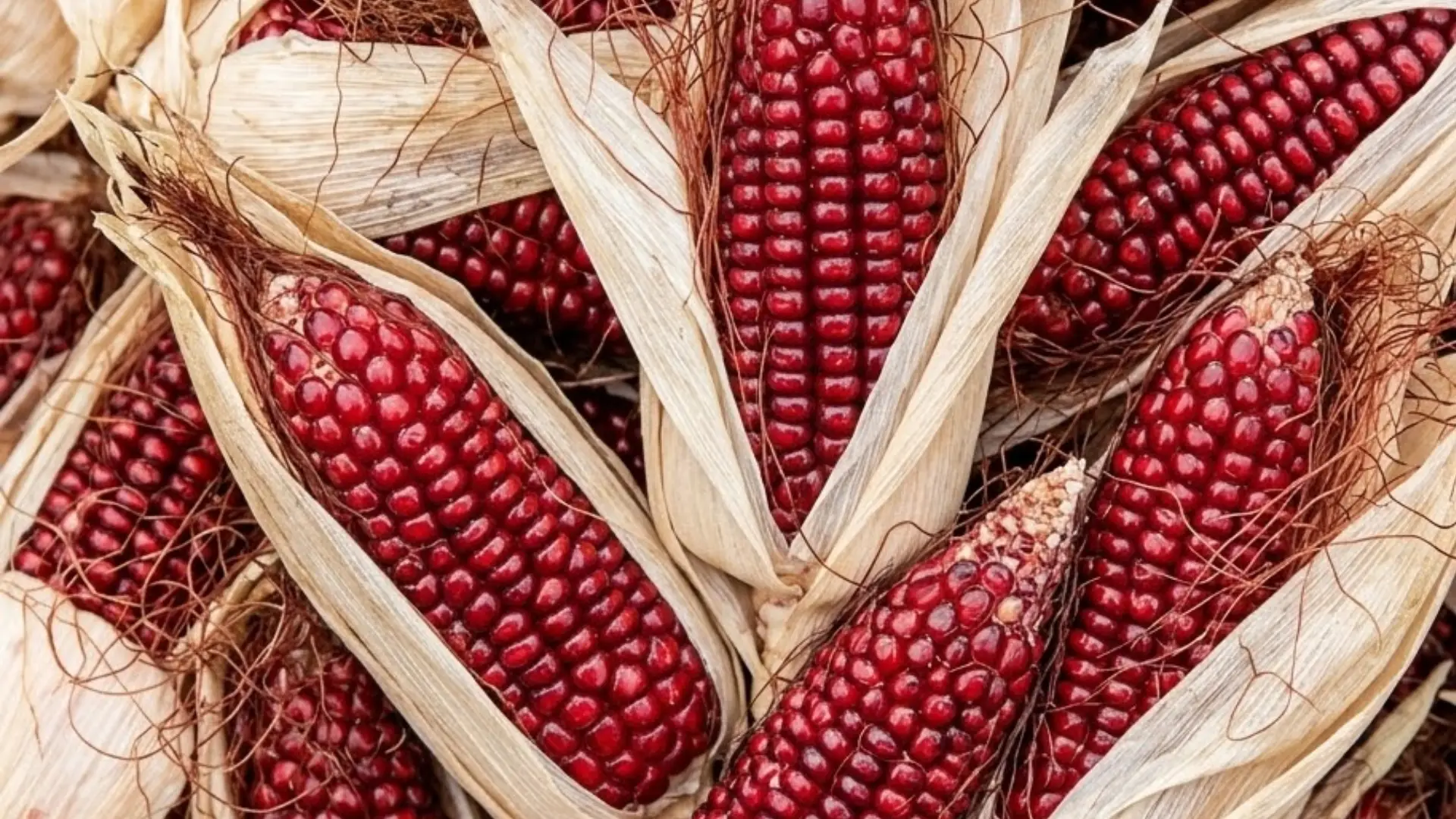 deep red corn with dried husks displayed on a rustic wooden table in natural daylight