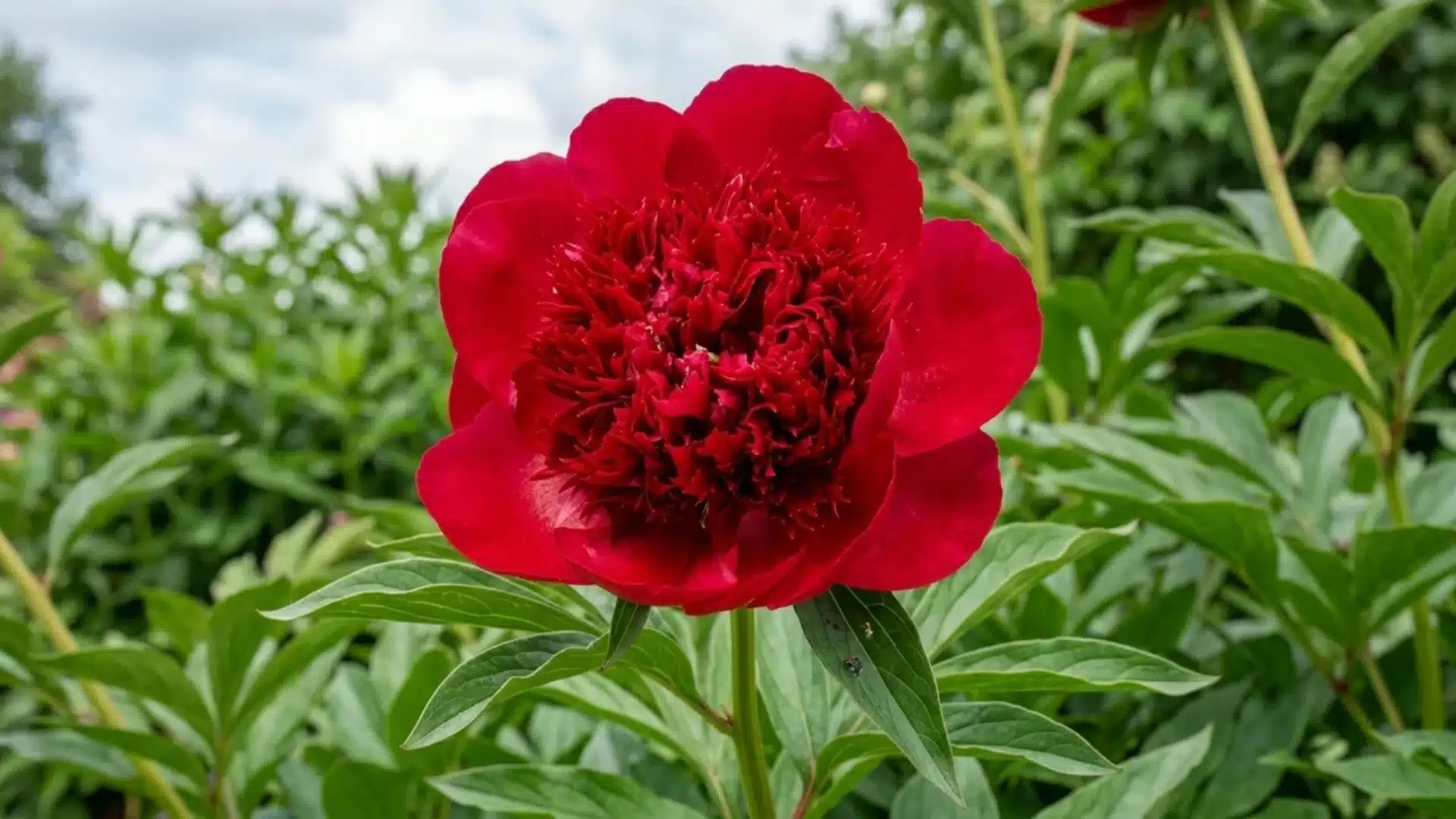 deep red red charm peony bloom with dark ruffled center growing in a garden setting