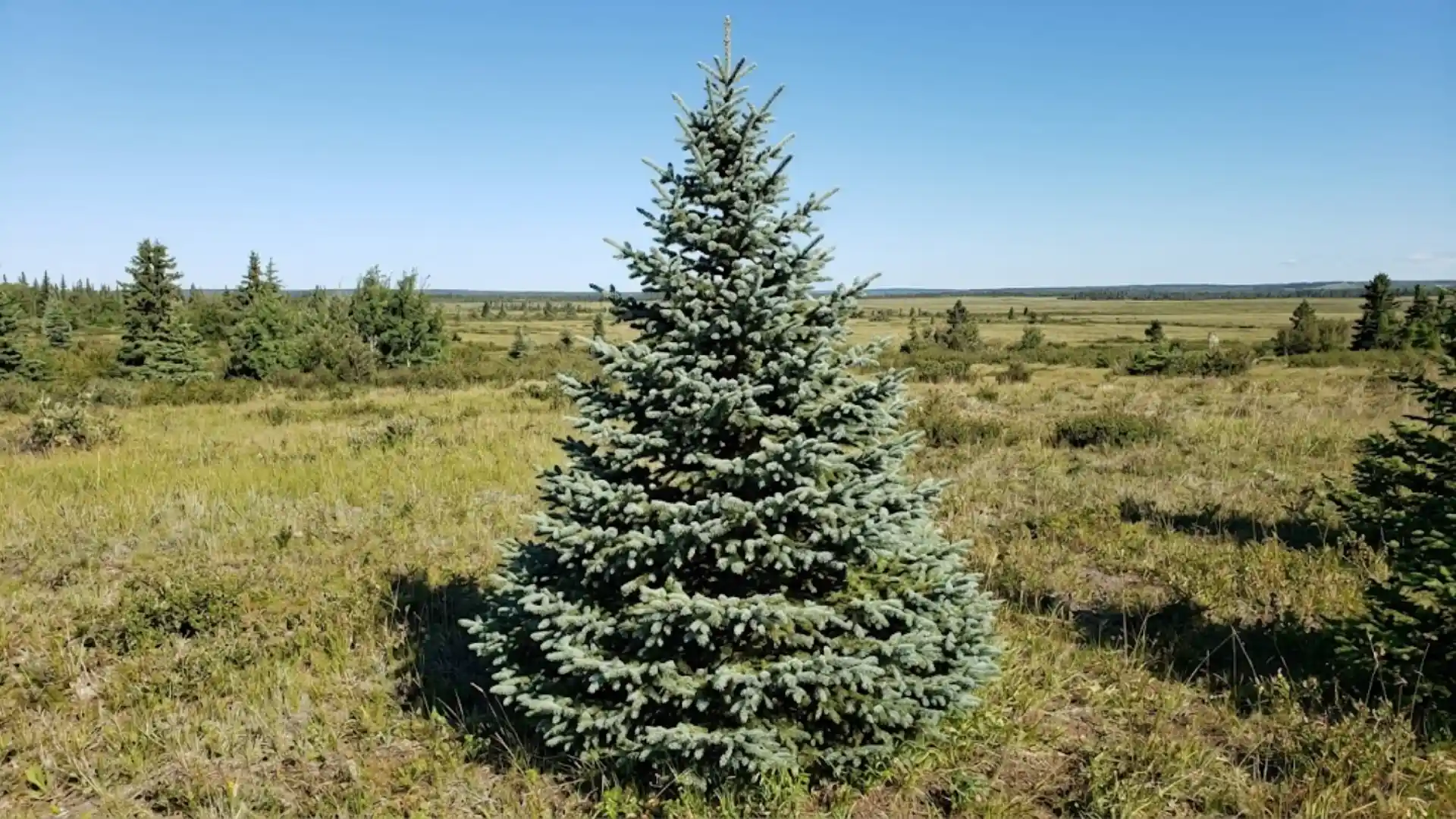 dense conical white spruce standing in an open northern landscape