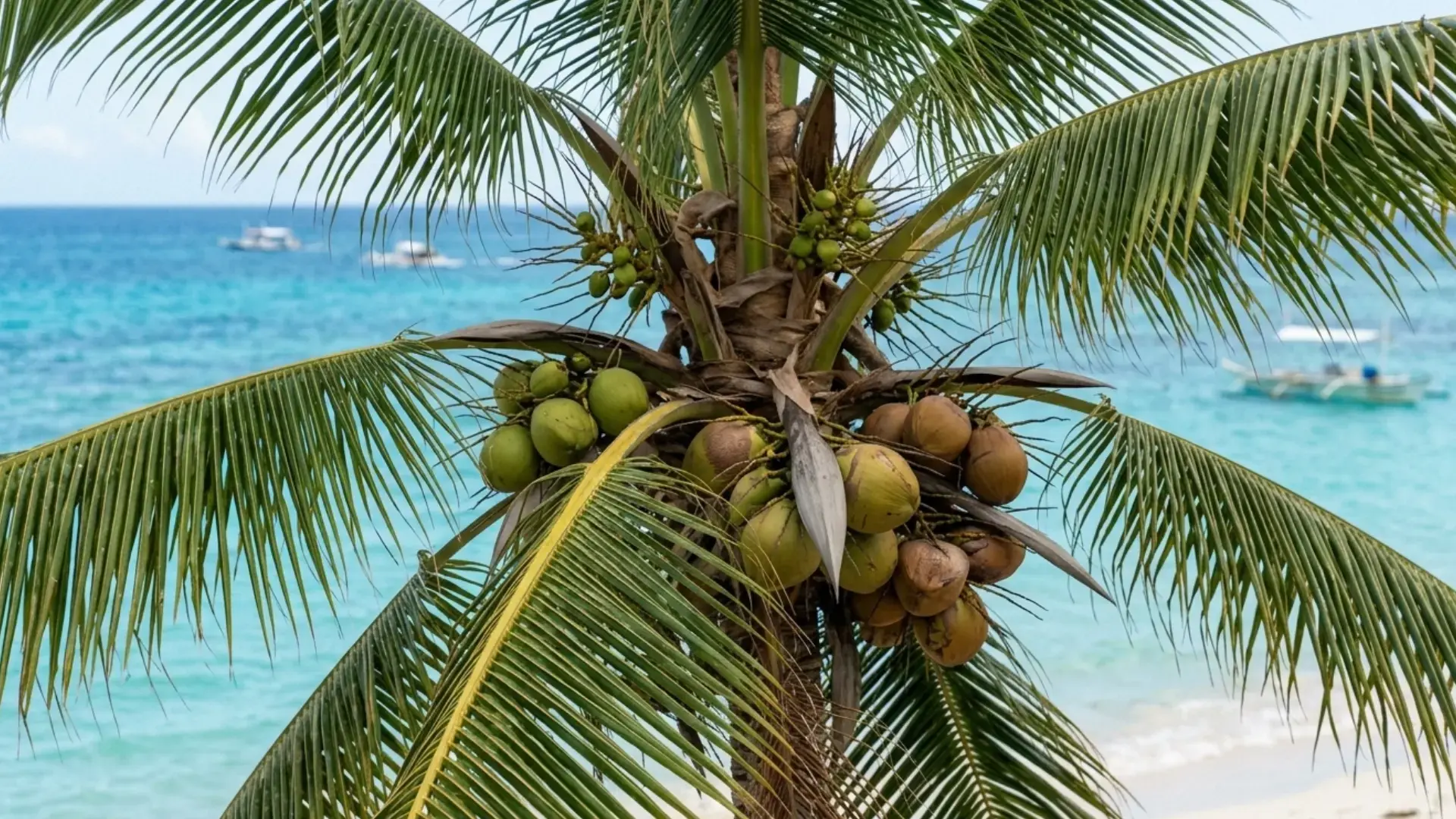 a bunch of green and brown coconuts clustered under palm fronds with turquoise ocean in the distance
