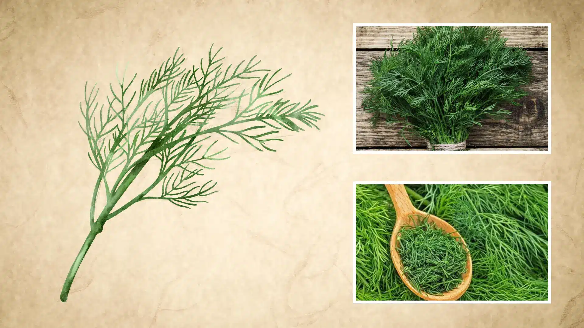 drawn dill sprig shown with a twine tied bundle and chopped dill piled in a wooden spoon