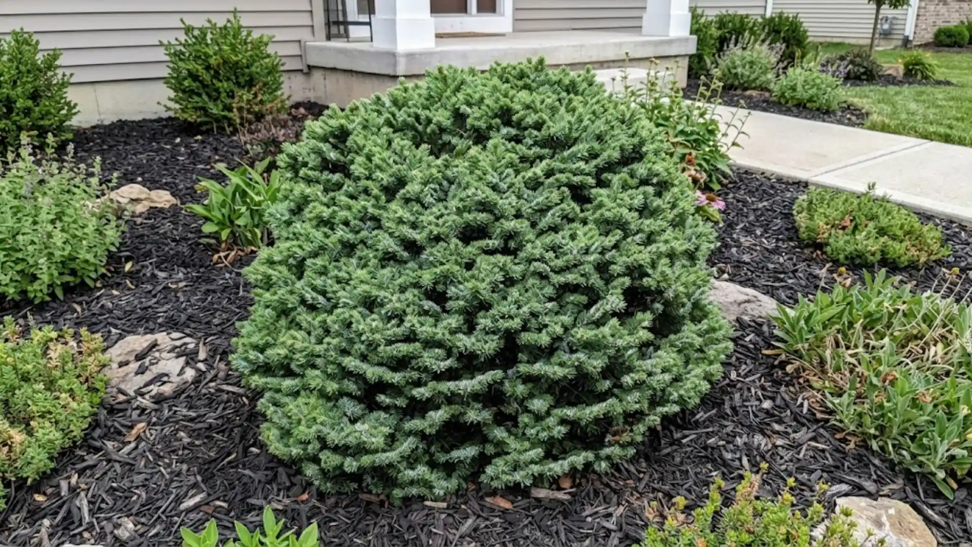 dwarf serbian spruce with pale needle undersides in a garden bed