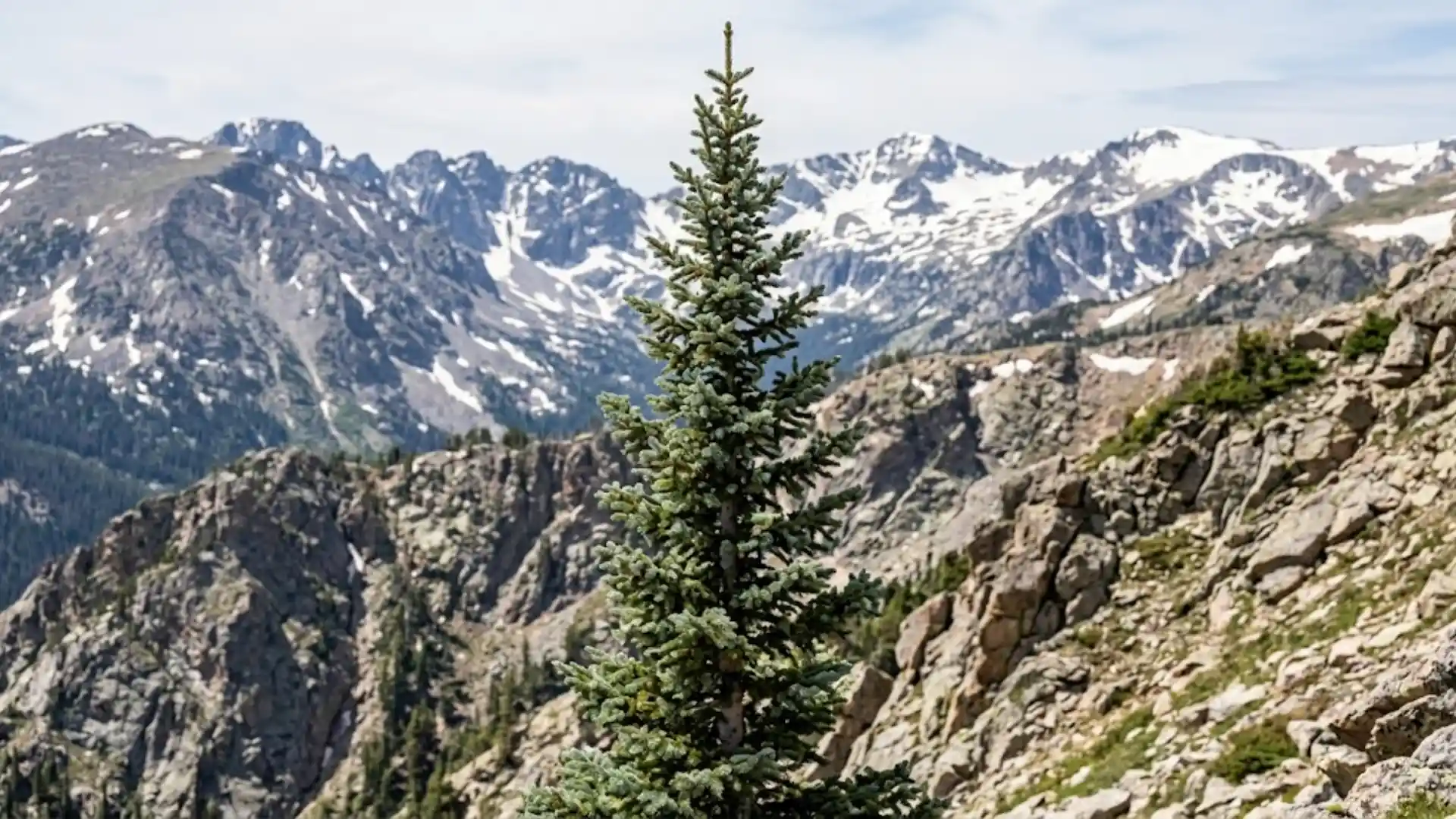 engelmann spruce with narrow spire shape in rocky mountain terrain