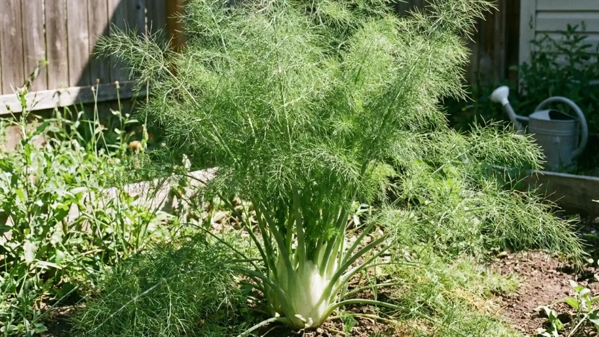fennel plant with feathery green fronds in a backyard garden