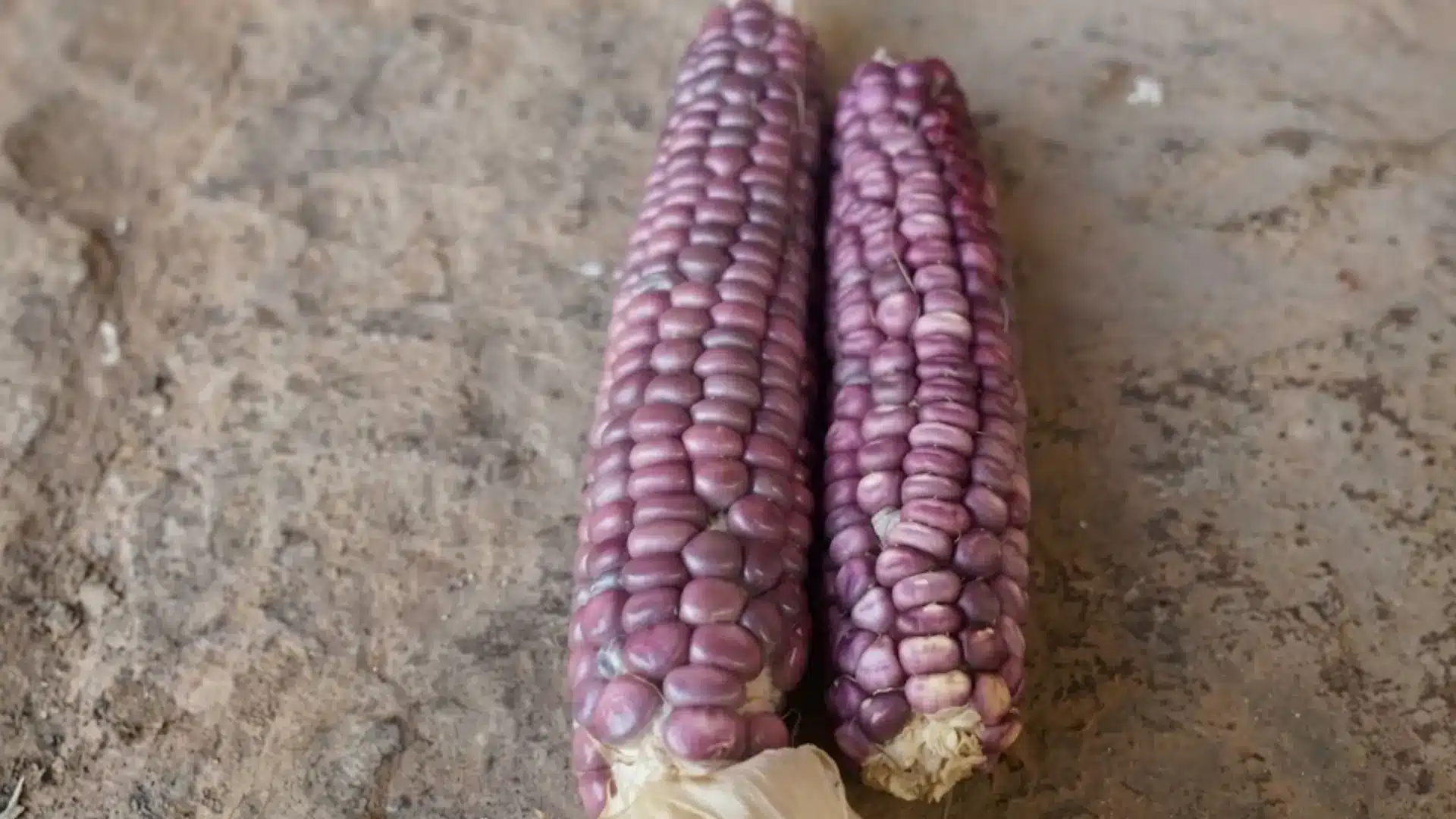 fresh purple corn with glossy dark purple kernels and green husks in bright outdoor light